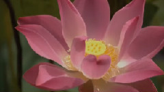 美麗的花花世界