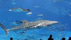 日本沖繩水族館