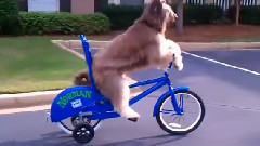 狗狗學騎車