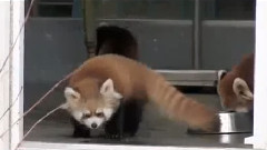 小浣熊貓被嚇翻了