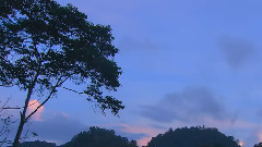 大自然風光之夢幻森林