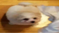 敏京Twitter更新視頻片段