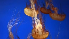 魚水情歌