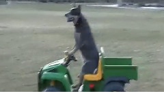 萌狗開著轎車去兜風