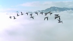 奧の細道