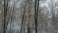 春夏秋冬的樹林變化記錄