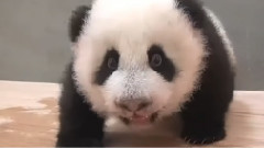 熊貓園仔的坐姿