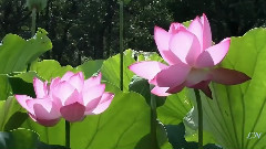 Lotus 飯制版