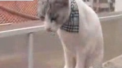 和貓搭訕