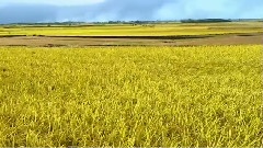 發現美麗臺灣之夏