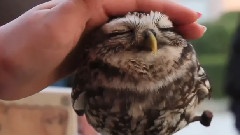 治愈系動物寶寶