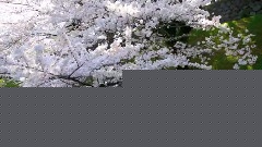 東京都千鳥淵櫻花節