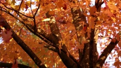 Autumn Leaves(秋葉)