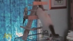 貓咪趣事多