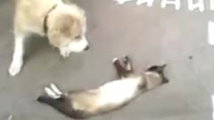貓咪裝死逃難記