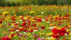 花の名所案內