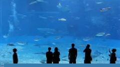 魚水情歌