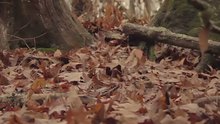 Jennifer Nettles - Falling