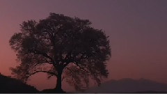 大提琴曲 殤