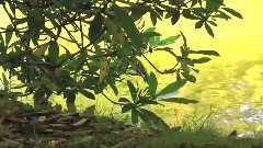 卡農