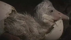 夕陽下的火烈鳥