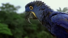鳥與夢飛行
