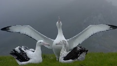 鳥與夢想同行