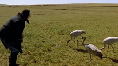 鳥類與夢想
