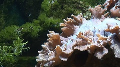 陽光小熊2