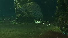 陽光小熊6
