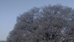 櫻花四月