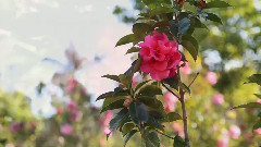 茶語花香