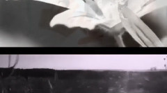 黑天鵝