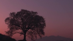 哏德全 - 侗鄉之夜