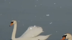 Snowfall