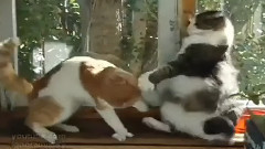 搞笑貓咪拳王爭霸賽