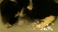 二貨喵星人