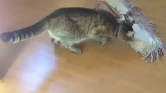 貓貓vs拖把大戰