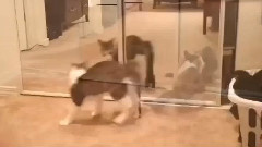 與鏡子過不去的貓咪