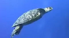 你還好嗎