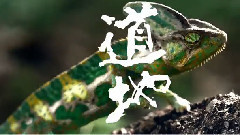 道地極品解茶 2015(30S Ver.)