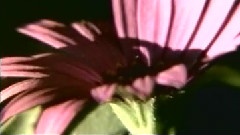 遺憾