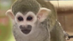 天才!志村動物園 有岡大貴Cut 12/02/25