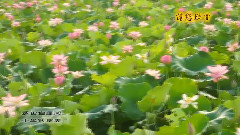 羅田白蓮河十里荷塘風光片