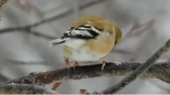 花鳥巡禮
