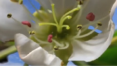 Yanni,音樂短片 - 和蘭花在一起