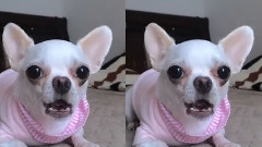 果萊小姐唱歌